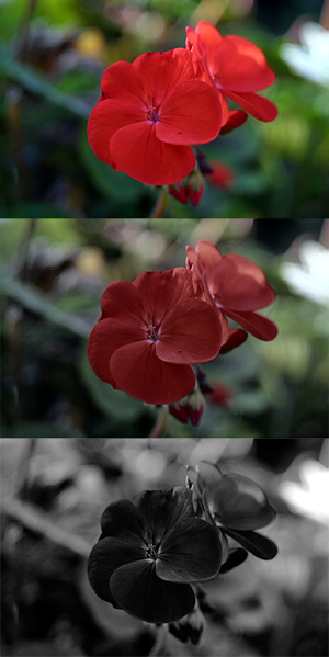 Red geranium in photoic, mesopic, scotopic conditions
