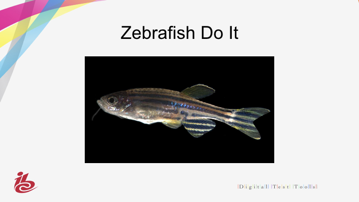 Loudness In Cinema Zebrafish Do It